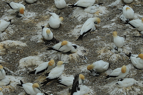 포토 JPG 해외이미지 계절 야생동물 바다 섬 자연 조류 하늘 바람 날씨 새로움 사람없음 물 여름 파란색 햇빛 노란색 검은색 일몰 흰색 만 점 쌍 둥지 망토 깃털 뉴질랜드 북쪽 내추럴 서쪽 식민지 스플래쉬 많음 해외202105 해외포토 자연요소 동물 컬러 컨셉 태양 노을 오세아니아 방향 생태계 파일형식