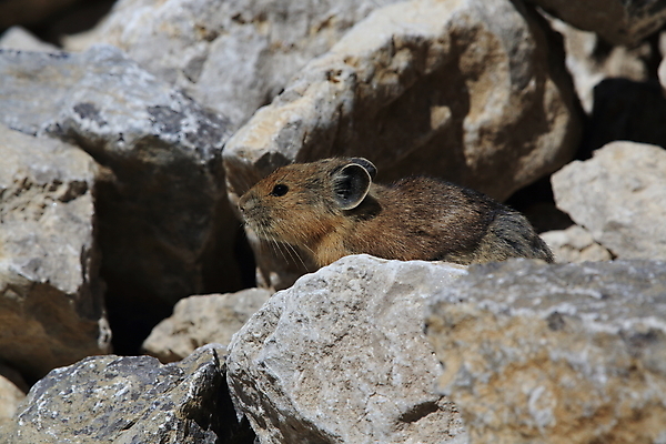 포토 JPG 해외이미지 식물 공원 야생동물 잎 겨울 포유류 자연 산 종류 사람없음 환경 미국 가을 나뭇가지 토끼 황무지 보호 모피 빙하 암초 북쪽 지구온난화 서식지 전국 해외202105 해외포토 나무 동물 계절 공공시설 컨셉 북아메리카 반려동물 방향 생태계 기후변화 파일형식