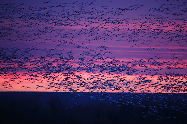 포토 JPG 해외이미지 동물 호수 야생동물 이동 겨울 날개 자연 조류 하늘 사람없음 야외 빨간색 물 파란색 검은색 봄 흰색 시골 그룹 우아함 군중 깃털 사냥 거위 물새 철새 뉴멕시코 해외202105 해외포토 자연요소 계절 컬러 컨셉 사람 생태계 파일형식
