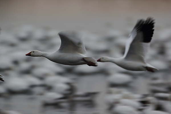 포토 JPG 해외이미지 동물 호수 야생동물 이동 겨울 날개 자연 조류 하늘 사람없음 야외 빨간색 물 파란색 검은색 봄 흰색 시골 그룹 우아함 군중 깃털 사냥 거위 물새 철새 뉴멕시코 해외202105 해외포토 자연요소 계절 컬러 컨셉 사람 생태계 파일형식