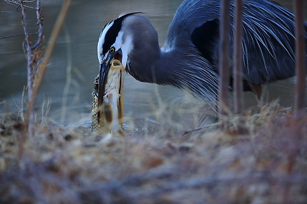 포토 JPG 해외이미지 동물 야생동물 자연 조류 낚시 어류 서기 앉기 사람없음 야외 물 파란색 컬러풀 노란색 환경 미국 연못 만 습지 큼 먹기 왜가리 생태계 서식지 오로라 내추럴 수유 인내 해외202105 해외포토 자연요소 컬러 북아메리카 모션 자연현상 레저 수중동물 크기 파일형식