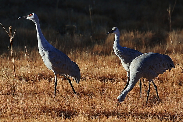 포토 JPG 해외이미지 동물 호수 2 캐나다 날개 조류 새로움 산 멕시코 함께함 풍경 사람없음 야외 초록색 물 반사 갈색 회색 마시기 가을 연못 습지 은색 기중기 뉴멕시코 해외202105 해외포토 자연요소 계절 컬러 컨셉 북아메리카 모션 중장비 파일형식