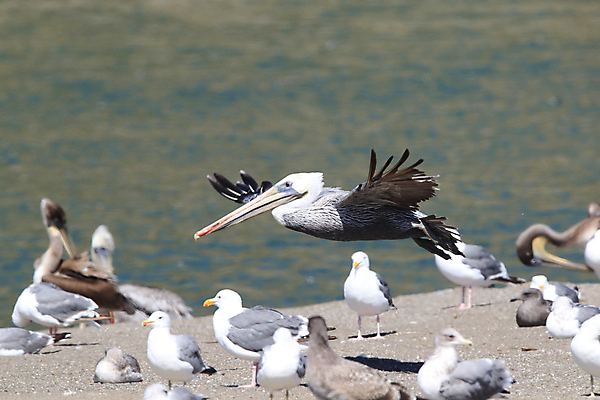 포토 JPG 해외이미지 동물 1 호수 야생동물 바다 포즈 날개 자연 조류 낚시 멕시코 사람없음 야외 가로 물 파란색 강 갈색 비행 관찰 만 오픈 펠리컨 깃털 싱글 부리 캘리포니아 착륙 플로리다 해외202105 해외포토 자연요소 컬러 북아메리카 모션 레저 미국 생태계 파일형식