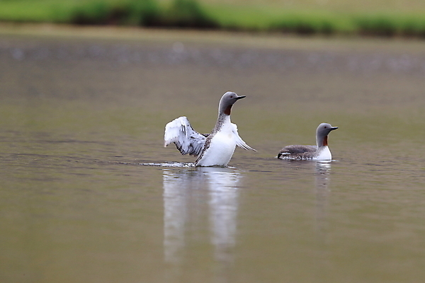 포토 JPG 해외이미지 동물 호수 야생동물 바다 날개 자연 조류 표면 영국 아이슬란드 사람없음 야외 가로 빨간색 물 여름 반사 수영 펼침 연못 서핑 잠수부 습지 몸단장 민물 변소 스칸디나비아 해외202105 해외포토 자연요소 계절 유럽 컬러 모션 수상스포츠 전문직 생태계 파일형식