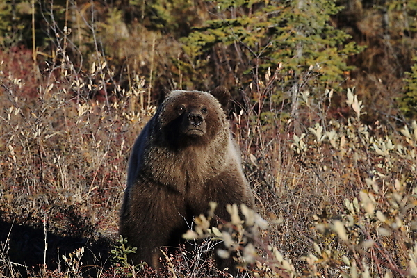 포토 JPG 해외이미지 동물 척추동물 공원 도로 야생동물 백그라운드 곰 포유류 자연 낚시 털 초원 사람없음 야외 초록색 여름 강 갈색 걷기 봄 가을 흰색 위험 큼 블루베리 육식동물 알래스카 고립 노란배경 해외202105 해외포토 계절 공공시설 길 컬러 컨셉 과일 교통시설 모션 레저 노란색 미국 크기 생태계 파일형식