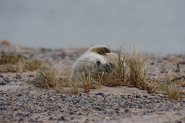 포토 JPG 해외이미지 동물 유럽 야생동물 새끼 바다 섬 포유류 자연 털 독일 사랑 해변 사람없음 야외 귀여움 환경 회색 코트 흰색 아기 신생아 보호 물개 모래언덕 북쪽 멸종 대서양 생태학 해외202105 해외포토 교육 감정 나라 컬러 컨셉 사람 바다동물 외투 방향 언덕 생태계 파일형식