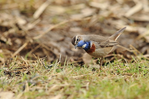 포토 JPG 해외이미지 나무 동물 응시 남자 야생동물 날개 오렌지 노래 자연 조류 독일 서기 앉기 사람없음 초록색 파란색 컬러풀 태양 노란색 봄 가수 보호 작음 5월 깃털 꼬리 철새 내추럴 바레인 해외202105 해외포토 자연요소 식물 시선 계절 유럽 음악 컬러 컨셉 과일 중동 모션 사람 음악가 날짜 크기 생태계 파일형식