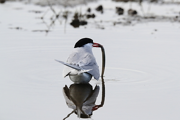 포토 JPG 해외이미지 동물 응시 야생동물 바다 섬 청소년 갈매기 조류 잉글랜드 병아리 아이슬란드 어업 사람없음 빨간색 흰색 아기 관찰 황무지 둥지 공격 북극 깃털 북쪽 철새 대서양 공격적 동물상 스칸디나비아 해외202105 해외포토 시선 유럽 산업 컬러 컨셉 모션 영국 사람 조형물 극지방 방향 파일형식