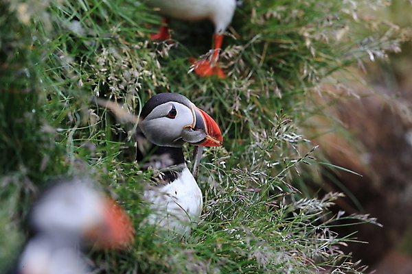 포토 JPG 해외이미지 유럽 2 자연 조류 아이슬란드 어류 서기 앉기 사람없음 가로 컬러풀 깃털 언덕 부리 대서양 남쪽 계산서 식민지 헤드랜드 해외202105 해외포토 동물 나라 바다 컬러 모션 수중동물 방향 생태계 파일형식