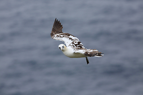 포토 JPG 해외이미지 동물 유럽 호수 야생동물 파도 바다 섬 백그라운드 날개 자연 벽지 갈매기 조류 하늘 노르웨이 풍경 사람없음 야외 물 파란색 노란색 맑음 검은색 바위 흰색 만 그룹 가득함 생태계 북쪽 짝짓기 내추럴 식민지 해외202105 해외포토 자연요소 나라 컬러 날씨 돌_바위 방향 파일형식