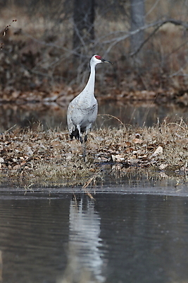 포토 JPG 해외이미지 동물 실루엣 호수 야생동물 날개 모션 조류 하늘 새로움 산 멕시코 옥수수 풍경 사람없음 빨간색 황혼 일몰 회색 연못 쌍 은색 언덕 기중기 물새 많음 수평선 해외202105 해외포토 컬러 컨셉 북아메리카 곡류 촬영기법 노을 중장비 파일형식