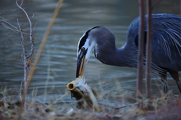 포토 JPG 해외이미지 동물 야생동물 자연 조류 낚시 어류 서기 앉기 사람없음 야외 물 파란색 컬러풀 노란색 환경 미국 연못 만 습지 큼 먹기 왜가리 생태계 서식지 오로라 내추럴 수유 인내 해외202105 해외포토 자연요소 컬러 북아메리카 모션 자연현상 레저 수중동물 크기 파일형식