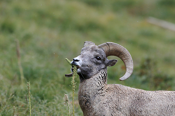 포토 JPG 해외이미지 동물 공원 남자 야생동물 여행 캐나다 곡선 포유류 자연 산 털 뿔 사람없음 옆모습 책 미국 시골 양 큼 트로피 활 사냥 오르기 양궁 북쪽 서식지 램 신발장 전국 로키산맥 해외202105 해외포토 공공시설 선 스포츠 뷰포인트 북아메리카 모션 사람 크기 방향 상_우승 생태계 파일형식
