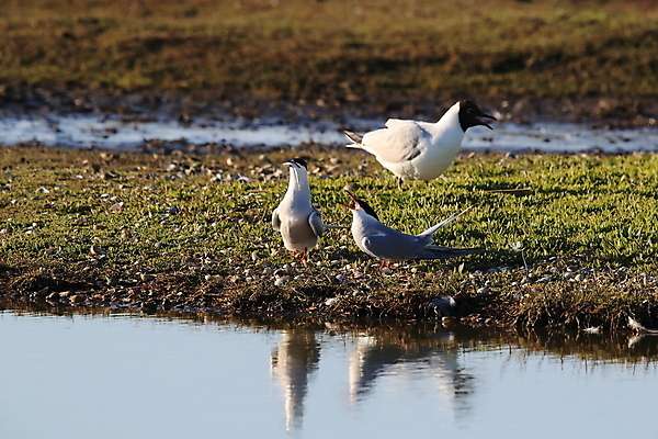 포토 JPG 해외이미지 동물 유럽 야생동물 바다 섬 패턴 날개 갈매기 조류 낚시 사람없음 가로 빨간색 물 파란색 머리 검은색 회색 흰색 잡기 자신감 북극 깃털 네덜란드 다이빙 부리 사냥꾼 북쪽 철새 계산서 공격적 동물상 정확 해외202105 해외포토 자연요소 직업 감정 나라 컬러 컨셉 무늬 모션 레저 신체부위 조형물 수영 극지방 방향 수중스포츠 파일형식