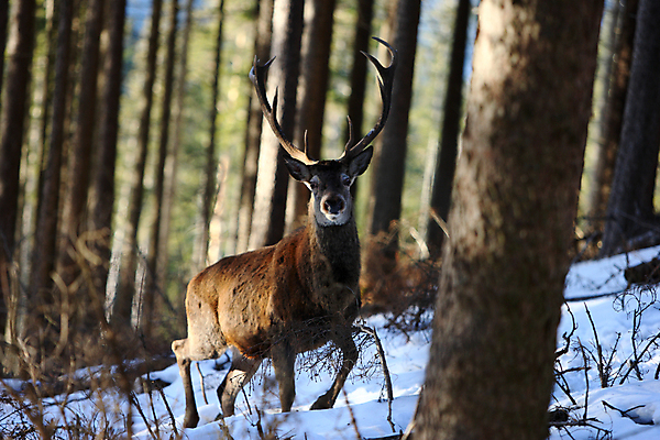 포토 JPG 해외이미지 나무 동물 척추동물 한마리 남자 야생동물 겨울 포유류 자연 사슴 생물 뿔 사람없음 야외 빨간색 세로 컬러풀 갈색 달러 추위 가을 흰색 숲 큼 바퀴자국 흰배경 내추럴 엘크 웅장함 초식 눈내림 반추동물 해외202105 해외포토 식물 1 계절 컬러 백그라운드 돈 자국 눈_날씨 사람 크기 생태계 파일형식