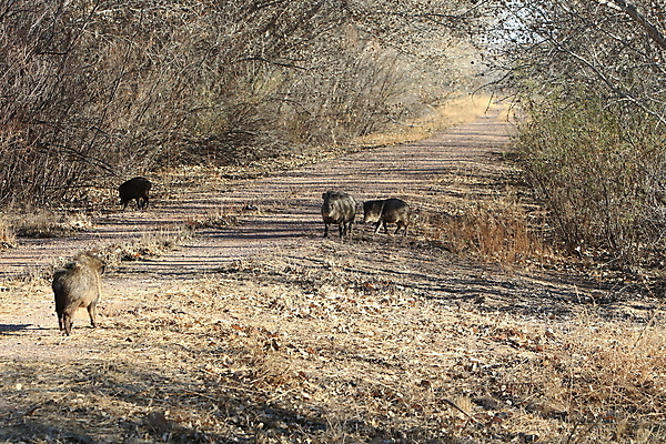 포토 JPG 해외이미지 동물 척추동물 1 야생동물 모래 포즈 북아메리카 밭 포유류 자연 초식동물 새로움 멕시코 털 돼지고기 풍경 성인 사람없음 야외 옆모습 가로 달리기 사진촬영 미국 사막 자녀 돼지 군중 무서움 싱글 뉴멕시코 해외202105 해외포토 감정 뷰포인트 컨셉 농업 모션 육류 아메리카 사람 촬영 생태계 파일형식
