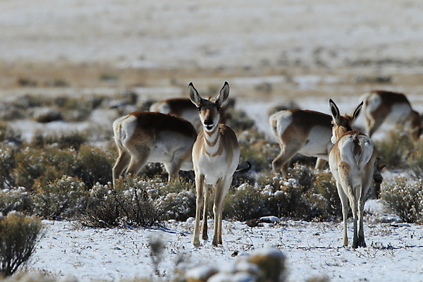 포토 JPG 해외이미지 동물 야생동물 겨울 포유류 자연 산 종류 풍경 사람없음 환경 보호 영양 서식지 뉴멕시코 해외202105 해외포토 계절 컨셉 생태계 파일형식