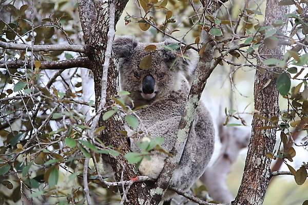 포토 JPG 해외이미지 나무 동물 야생동물 새끼 음식 잎 2 다이어트 곰 포유류 포옹 자연 휴식 털 함께함 동물원 안전 앉기 사람없음 야외 꿈 회색 나뭇가지 잠 닫기 호주 보호 모피 먹기 사회이슈 만족 보안 솜털 유칼립투스 해외202105 해외포토 멸종위기종 식물 감정 컬러 컨셉 안기 모션 건강 오세아니아 생태계 파일형식