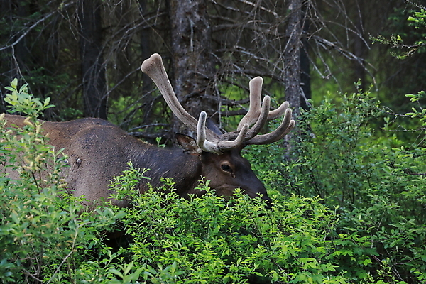 포토 JPG 해외이미지 동물 공원 남자 야생동물 캐나다 밭 포유류 자연 사슴 산 뿔 풍경 초원 사람없음 야외 초록색 갈색 숲 큼 먹이 먹기 바퀴자국 황소 사냥 내추럴 밴프 앨버타 엘크 웅장함 전국 로키산맥 그리너리 해외202105 해외포토 공공시설 컬러 북아메리카 농업 자국 모션 사람 소 크기 생태계 파일형식 트랜드컬러