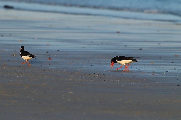 포토 JPG 해외이미지 조류 야외 물떼새 해외202105 검은머리물떼새 해외포토 동물 파일형식