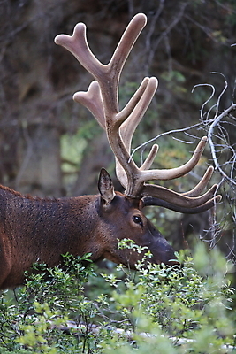 포토 JPG 해외이미지 동물 공원 남자 야생동물 캐나다 밭 포유류 자연 사슴 산 뿔 풍경 초원 사람없음 야외 초록색 갈색 숲 큼 먹이 먹기 바퀴자국 황소 사냥 내추럴 밴프 앨버타 엘크 웅장함 전국 로키산맥 그리너리 해외202105 해외포토 공공시설 컬러 북아메리카 농업 자국 모션 사람 소 크기 생태계 파일형식 트랜드컬러