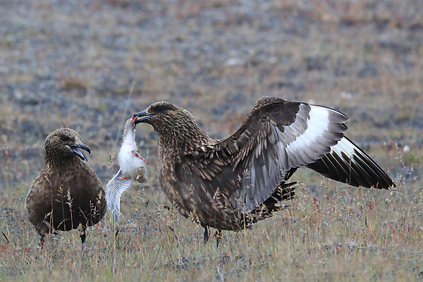 포토 JPG 해외이미지 동물 1 야생동물 바다 섬 날개 자연 조류 아이슬란드 사람없음 야외 옆모습 물 갈색 큼 먹이 공격 남극 북극 사냥 부리 대서양 남쪽 비명 수유 조지아 후보 해외202105 해외포토 자연요소 유럽 뷰포인트 컬러 모션 크기 극지방 방향 생태계 동유럽 파일형식