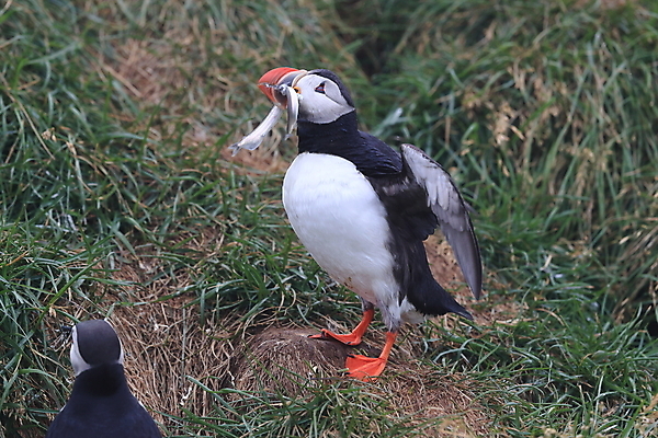 포토 JPG 해외이미지 유럽 2 자연 조류 아이슬란드 어류 서기 앉기 사람없음 가로 컬러풀 깃털 언덕 부리 대서양 남쪽 계산서 식민지 헤드랜드 해외202105 해외포토 동물 나라 바다 컬러 모션 수중동물 방향 생태계 파일형식