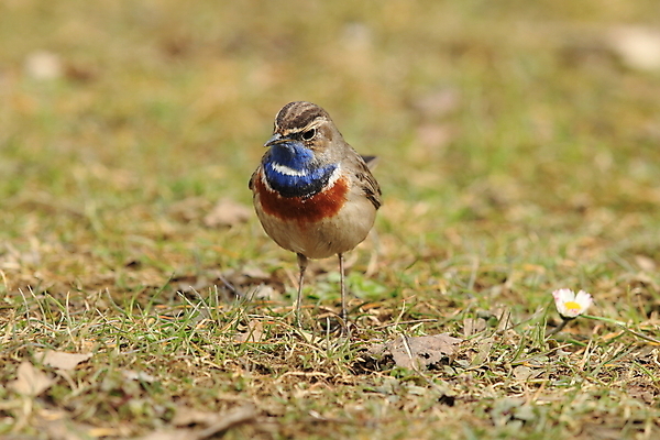 포토 JPG 해외이미지 나무 동물 응시 남자 야생동물 날개 오렌지 노래 자연 조류 독일 서기 앉기 사람없음 초록색 파란색 컬러풀 태양 노란색 봄 가수 보호 작음 5월 깃털 꼬리 철새 내추럴 바레인 해외202105 해외포토 자연요소 식물 시선 계절 유럽 음악 컬러 컨셉 과일 중동 모션 사람 음악가 날짜 크기 생태계 파일형식
