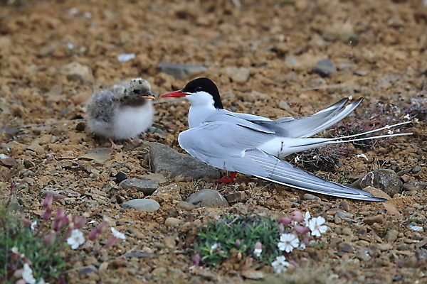 포토 JPG 해외이미지 동물 응시 야생동물 바다 섬 청소년 갈매기 조류 잉글랜드 병아리 아이슬란드 어업 사람없음 빨간색 흰색 아기 관찰 황무지 둥지 공격 북극 깃털 북쪽 철새 대서양 공격적 동물상 스칸디나비아 해외202105 해외포토 시선 유럽 산업 컬러 컨셉 모션 영국 사람 조형물 극지방 방향 파일형식