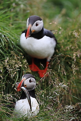포토 JPG 해외이미지 유럽 2 자연 조류 아이슬란드 어류 서기 앉기 사람없음 가로 여름 컬러풀 깃털 언덕 부리 대서양 남쪽 계산서 식민지 헤드랜드 해외202105 해외포토 동물 계절 나라 바다 컬러 모션 수중동물 방향 생태계 파일형식