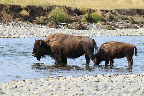 포토 JPG 해외이미지 동물 공원 도로 야생동물 이동 밭 포유류 모션 자연 조류 뿔 사람없음 야외 여름 강 갈색 머리 미국 군중 큼 방목 들소 속도 황소 북쪽 멸종 충전 떠남 서쪽 와이오밍 전국 찰과상 해외202105 해외포토 계절 공공시설 길 컬러 컨셉 북아메리카 농업 교통시설 사람 신체부위 소 축산업 상처 크기 방향 생태계 파일형식