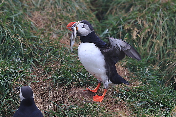 포토 JPG 해외이미지 유럽 2 자연 조류 아이슬란드 어류 서기 앉기 사람없음 가로 컬러풀 깃털 언덕 부리 대서양 남쪽 계산서 식민지 헤드랜드 해외202105 해외포토 동물 나라 바다 컬러 모션 수중동물 방향 생태계 파일형식