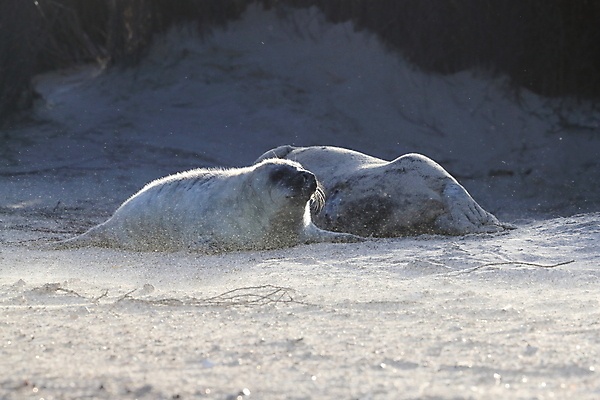 포토 JPG 해외이미지 동물 유럽 야생동물 새끼 바다 섬 포유류 자연 털 독일 사랑 해변 사람없음 야외 귀여움 환경 회색 코트 흰색 아기 신생아 보호 물개 모래언덕 북쪽 멸종 대서양 생태학 해외202105 해외포토 교육 감정 나라 컬러 컨셉 사람 바다동물 외투 방향 언덕 생태계 파일형식