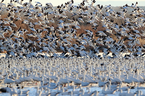 포토 JPG 해외이미지 동물 호수 야생동물 이동 겨울 날개 자연 조류 하늘 사람없음 야외 빨간색 물 파란색 검은색 봄 흰색 시골 그룹 우아함 군중 깃털 사냥 거위 물새 철새 뉴멕시코 해외202105 해외포토 자연요소 계절 컬러 컨셉 사람 생태계 파일형식