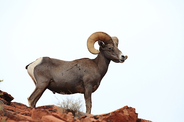 포토 JPG 해외이미지 동물 응시 공원 야생동물 백그라운드 곡선 포유류 자연 하늘 불 초식동물 산 뿔 풍경 사람없음 야외 여름 갈색 골짜기 미국 사막 양 정상 큼 코 북쪽 교외 램 웅장함 전국 총구 콜로라도 해외202105 해외포토 자연요소 시선 계절 공공시설 선 컬러 북아메리카 신체부위 크기 방향 생태계 파일형식