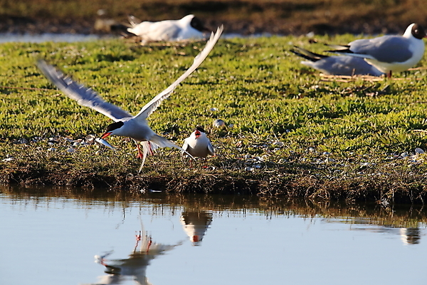 포토 JPG 해외이미지 동물 유럽 야생동물 바다 섬 패턴 날개 갈매기 조류 낚시 사람없음 가로 빨간색 물 파란색 머리 검은색 회색 흰색 잡기 자신감 북극 깃털 네덜란드 다이빙 부리 사냥꾼 북쪽 철새 계산서 공격적 동물상 정확 해외202105 해외포토 자연요소 직업 감정 나라 컬러 컨셉 무늬 모션 레저 신체부위 조형물 수영 극지방 방향 수중스포츠 파일형식