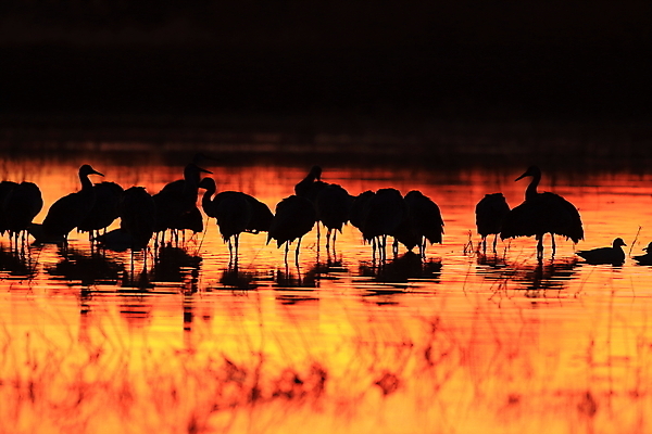 포토 JPG 해외이미지 동물 실루엣 호수 야생동물 날개 모션 조류 하늘 새로움 산 멕시코 옥수수 풍경 사람없음 빨간색 황혼 일몰 회색 연못 쌍 은색 언덕 기중기 물새 많음 수평선 해외202105 해외포토 컬러 컨셉 북아메리카 곡류 촬영기법 노을 중장비 파일형식
