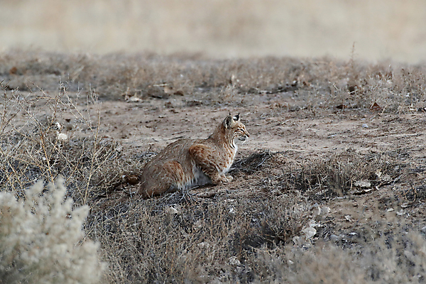 포토 JPG 해외이미지 나무 동물 야생동물 캐나다 겨울 포유류 자연 앉기 풍경 사람없음 야외 갈색 고양이 봄 숲 작음 먹이 육식동물 북쪽 뉴멕시코 스라소니 해외202105 해외포토 식물 계절 컬러 북아메리카 모션 반려동물 크기 방향 생태계 파일형식