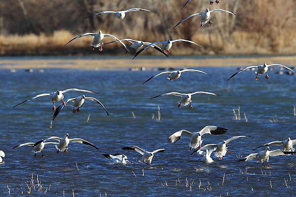 포토 JPG 해외이미지 동물 호수 야생동물 이동 겨울 날개 자연 조류 하늘 사람없음 야외 빨간색 물 파란색 검은색 봄 흰색 시골 그룹 우아함 군중 깃털 사냥 거위 물새 철새 뉴멕시코 해외202105 해외포토 자연요소 계절 컬러 컨셉 사람 생태계 파일형식