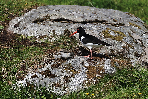 포토 JPG 해외이미지 조류 야외 물떼새 해외202105 검은머리물떼새 해외포토 동물 파일형식