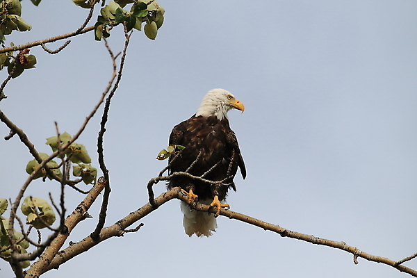 포토 JPG 해외이미지 주간 나무 야생동물 사람없음 야외 독수리 흰머리독수리 해외202105 해외포토 자연요소 식물 동물 조류 파일형식