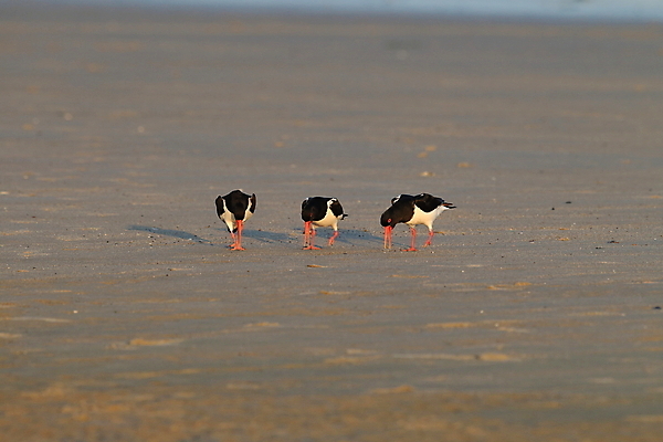포토 JPG 해외이미지 조류 야외 물떼새 해외202105 검은머리물떼새 해외포토 동물 파일형식