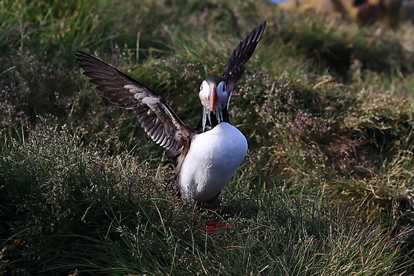 포토 JPG 해외이미지 유럽 2 자연 조류 아이슬란드 어류 서기 앉기 사람없음 가로 컬러풀 깃털 언덕 부리 대서양 남쪽 계산서 식민지 헤드랜드 해외202105 해외포토 동물 나라 바다 컬러 모션 수중동물 방향 생태계 파일형식