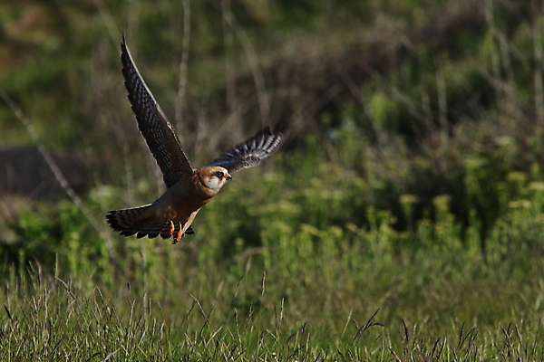 포토 JPG 해외이미지 동물 구름 1 야생동물 바다 섬 백그라운드 자연 조류 하늘 풍경 사람없음 초록색 물 파란색 갈색 머리 힘 자유 바위 우아함 먹이 깃털 속도 사냥 사암 천국 발견 사방 해외202105 해외포토 자연요소 컬러 컨셉 신체부위 돌_바위 생태계 파일형식