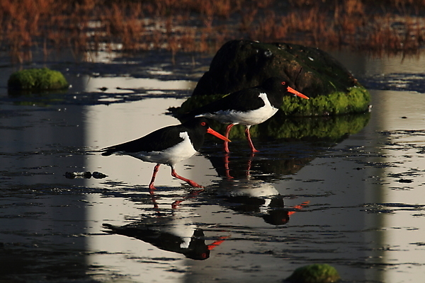 포토 JPG 해외이미지 조류 야외 물떼새 해외202105 검은머리물떼새 해외포토 동물 파일형식
