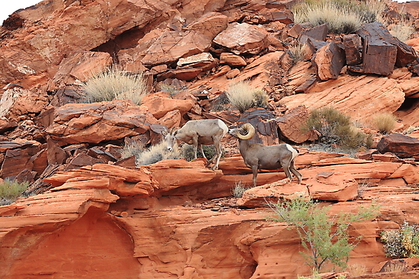 포토 JPG 해외이미지 동물 응시 공원 야생동물 백그라운드 곡선 포유류 자연 하늘 불 초식동물 산 뿔 풍경 사람없음 야외 여름 갈색 골짜기 미국 사막 양 정상 큼 코 북쪽 교외 램 웅장함 전국 총구 콜로라도 해외202105 해외포토 자연요소 시선 계절 공공시설 선 컬러 북아메리카 신체부위 크기 방향 생태계 파일형식