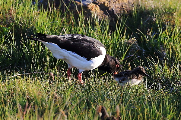 포토 JPG 해외이미지 조류 야외 물떼새 해외202105 검은머리물떼새 해외포토 동물 파일형식