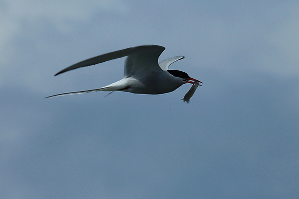 포토 JPG 해외이미지 응시 야생동물 바다 섬 날개 청소년 조류 낚시 아이슬란드 어업 사람없음 빨간색 파란색 검은색 회색 흰색 기도 자신감 우아함 북극 깃털 꼬리 부리 사냥꾼 북쪽 철새 계산서 수유 스칸디나비아 해외202105 해외포토 동물 직업 시선 감정 유럽 산업 컬러 컨셉 레저 사람 극지방 방향 파일형식