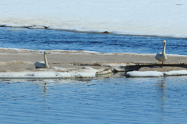 포토 JPG 해외이미지 식물 동물 유럽 야생동물 자연 조류 엄마 산 병아리 아이슬란드 갈대 앉기 풍경 사람없음 가로 물 환경 사진촬영 시골 아기 둥지 백조 물새 구성 동물상 해외202105 해외포토 자연요소 나라 가족 모션 사람 조형물 촬영 생태계 파일형식