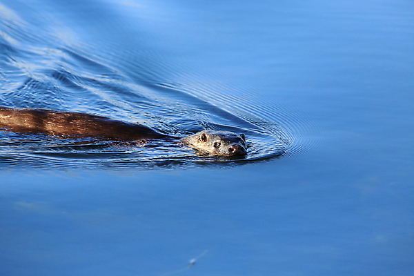 포토 JPG 해외이미지 나무 동물 유럽 얼굴 야생동물 겨울 포유류 자연 털 노르웨이 어업 사람없음 야외 물 강 갈색 머리 수영 젖음 게 관찰 닫기 묘사 코 귀 육식동물 북쪽 멸종 내추럴 동물상 해외202105 해외포토 자연요소 식물 계절 나라 산업 컬러 모션 갑각류 신체부위 조형물 수상스포츠 방향 생태계 파일형식